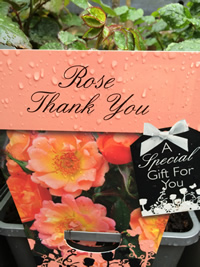 Rose ~ Thank You