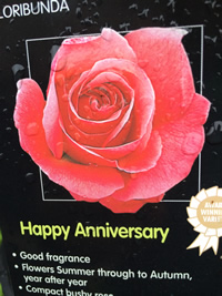 Rose ~ Happy Anniversary