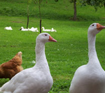 Lanarkshire Free range hen, duck and goose eggs Cozieglen Crossford