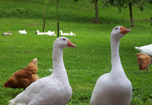 Hen, Ducks and Goose Free Range Eggs