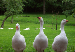 Free range eggs Crossford