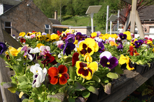 Cozieglen Nursery Crossford Lanarkshire