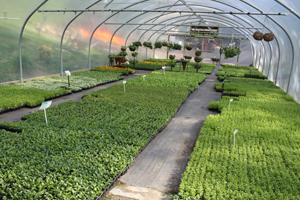 Crossford Garden Centre, Cozieglen, Cosy glen, Cosiglen