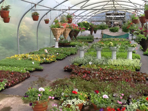 Plant Nursery Clyde valley Lanark Crossford Gareden centre