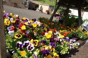 Cosy glen, Cosyglen, Cosiglen Garden Centre Crossford